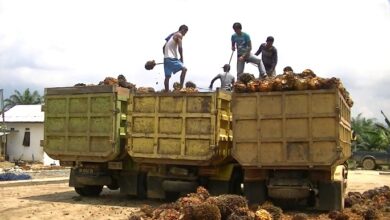 investasi sawit di kalsel