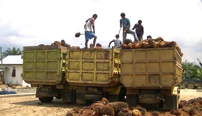 investasi sawit di kalsel