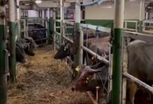 Disbunnak Kalsel Gencarkan Program P2SB PTKP