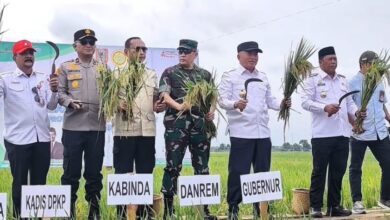 Jadi Lumbung Pangan Regional, Kalsel Pimpin Ketahanan Pangan