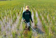 DPKP Kalsel Percepat Lumbung Pangan