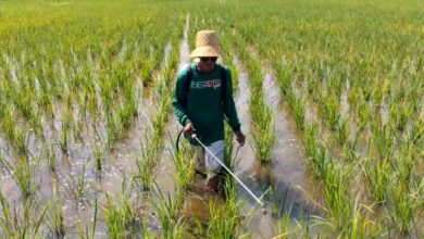DPKP Kalsel Percepat Lumbung Pangan