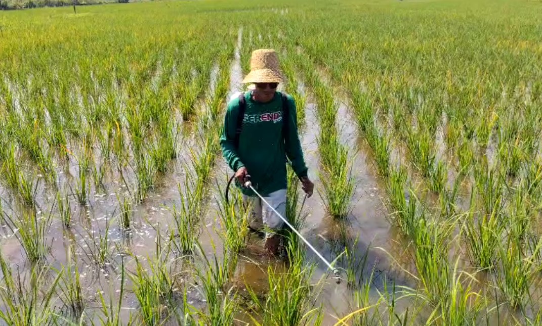 DPKP Kalsel Percepat Lumbung Pangan