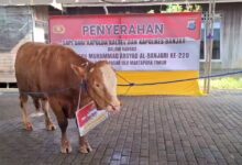 Jelang Haul ke-220 Datu Kalampayan, Polda Kalsel Serahkan Bantuan Sapi Limosin Berbobot 200 Kg