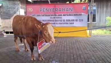 Jelang Haul ke-220 Datu Kalampayan, Polda Kalsel Serahkan Bantuan Sapi Limosin Berbobot 200 Kg