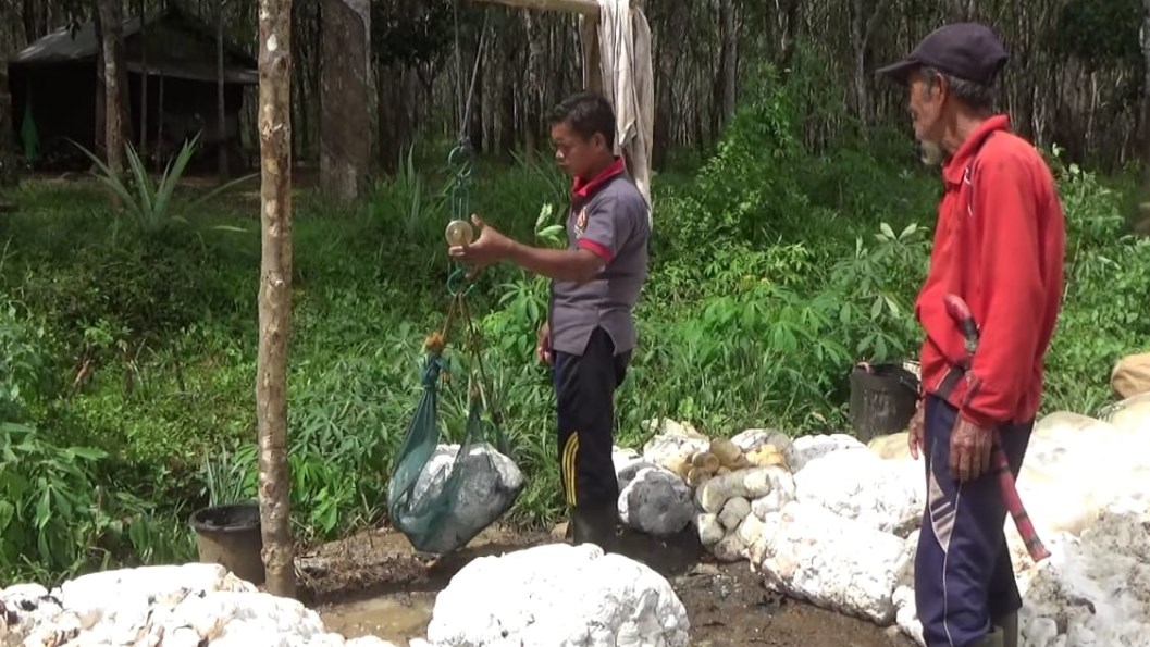 Korporasi Kawasan Karet Tingkatkan Kesejahteraan Petani
