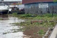 Eceng Gondok Sangkut di Siring Balai Kota, PUPR Rencanakan Trash Boom