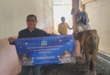 PWI Kalsel Sembelih 3 Sapi Kurban, Bagikan 300 Paket Daging