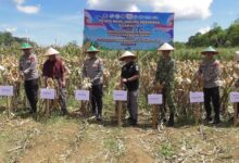 Polda Kalsel Panen Raya Jagung di Tanah Laut