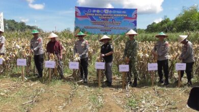 Polda Kalsel Panen Raya Jagung di Tanah Laut