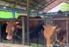 Pasaran Harga Sapi Kurban Naik Rp 1 Juta