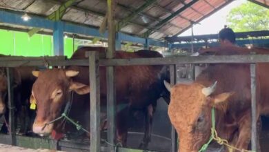 Pasaran Harga Sapi Kurban Naik Rp 1 Juta