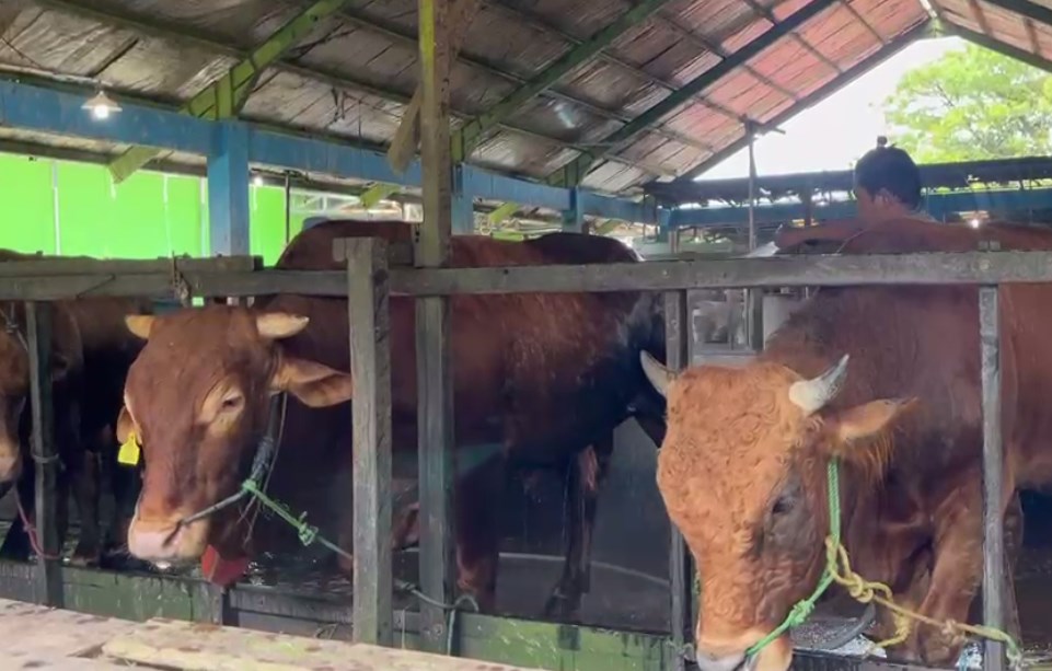 Pasaran Harga Sapi Kurban Naik Rp 1 Juta