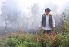 Gubernur Kalsel Turun Langsung Padamkan Karhutla Guntung Damar