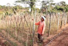 Kebun Sayur Sekarat, Petani Kekurangan Air