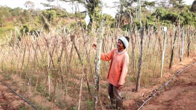 Kebun Sayur Sekarat, Petani Kekurangan Air