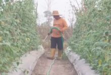 Omzet Petani Sayuran dan Hortikultura Turun Drastis