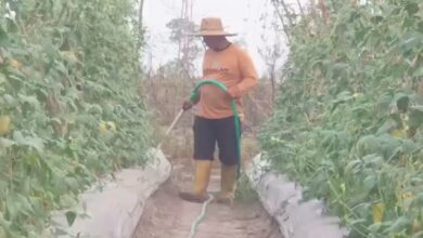 Omzet Petani Sayuran dan Hortikultura Turun Drastis